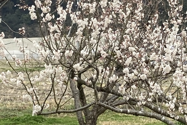 お庭の桜が咲きました。